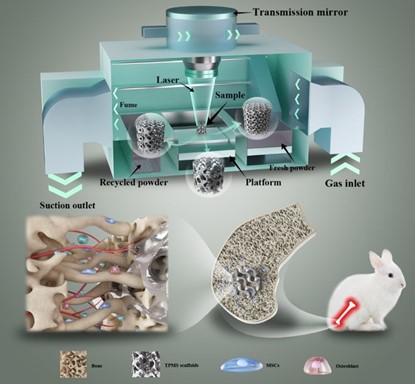 清華、北大、北醫(yī)三院聯(lián)合：高溫氧化處理3D打印鎂合金骨植入物結(jié)構(gòu)優(yōu)化及體內(nèi)外生物降解行為